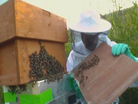 Neil, inspecting the first residents introduced to the sanctuary, Honey bee swarm rescued from Shotton  